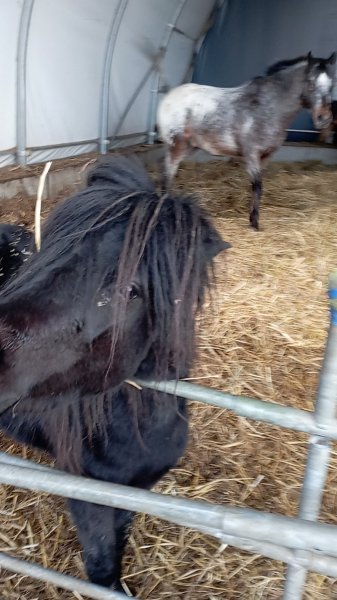 Centre Équestre Evétria - photo 1