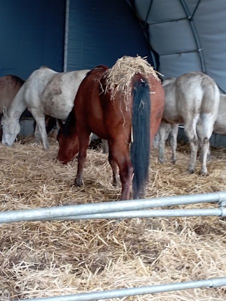 Centre Équestre Evétria - photo 3