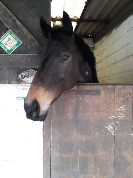 Centre Equestre De Saultain - photo 2