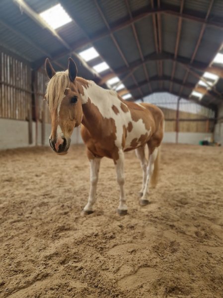 Ecuries Sebastien Berlemont Sprl - photo 2