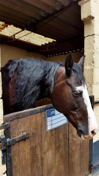 Poney Club de L'Escaut - photo 1