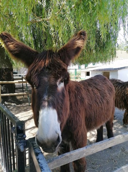 Centre Équestre Municipal de Gravelines - photo 2