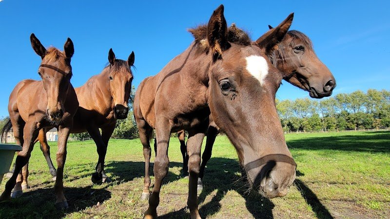 Centre Équestre Municipal de Gravelines - photo 3