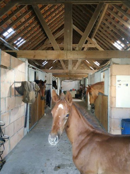 Les Ecuries de la Rose - photo 2