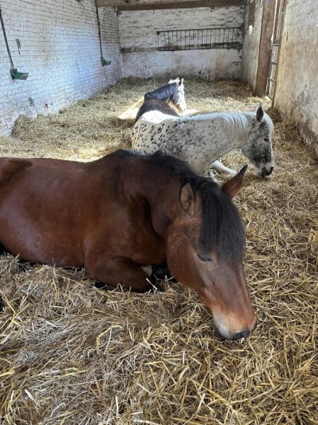 Haras de la Hocquerie - photo 2