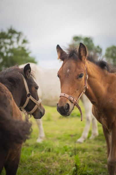 ECURIES DU MEURLOIR - photo 2