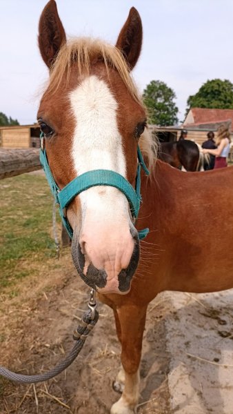 ECURIES DU MEURLOIR - photo 3