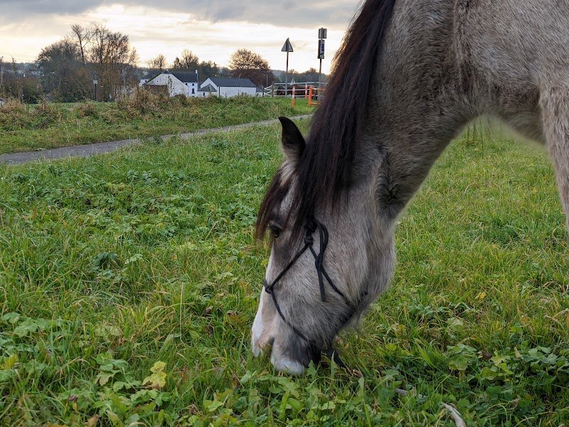 l écurie du moulin de donstiennes