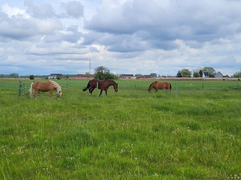 Ecuries Les Verts Paturages Asbl - photo 2