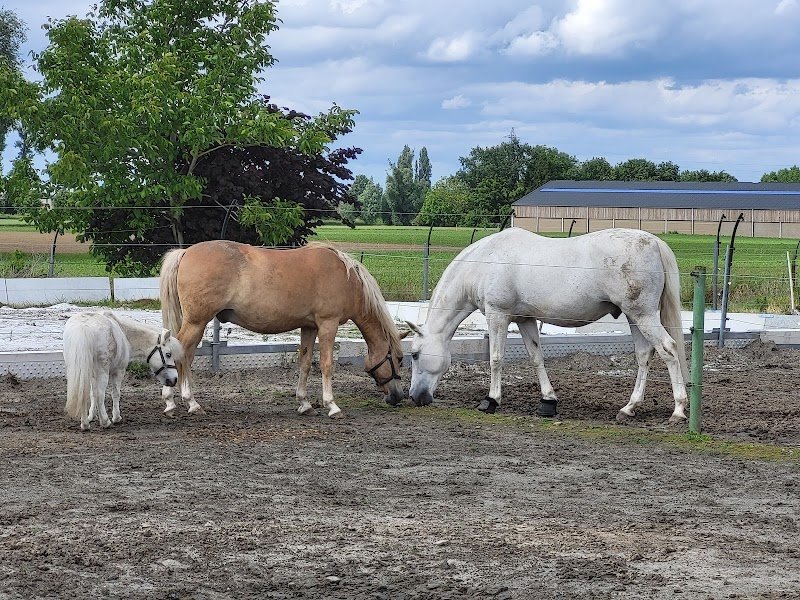 Ecuries Les Verts Paturages Asbl - photo 3