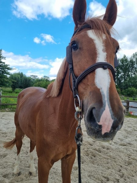Écurie de Bois Le Ville - photo 3