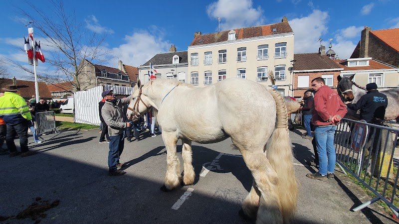 Christophe Debruyne - Elevage du Bon Coin - Eleveur de chevaux à Dunkerque - photo 1
