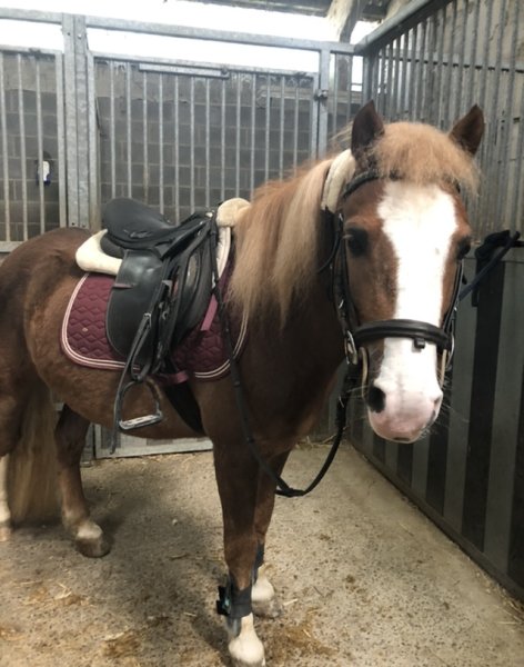 Les Ecuries Des Chenes - photo 2