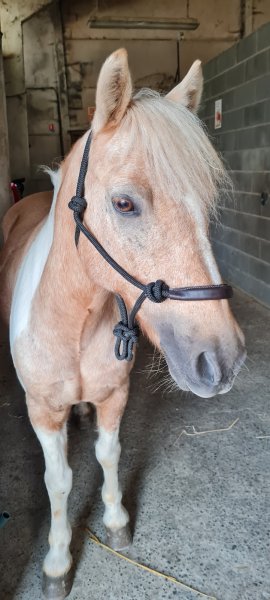 Les Ecuries Des Chenes - photo 3