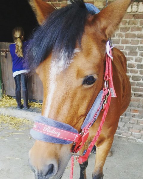 Centre équestre de la Ferme des Briques - photo 2