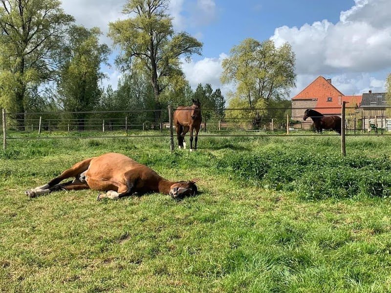 Écuries Caballarius - photo 2