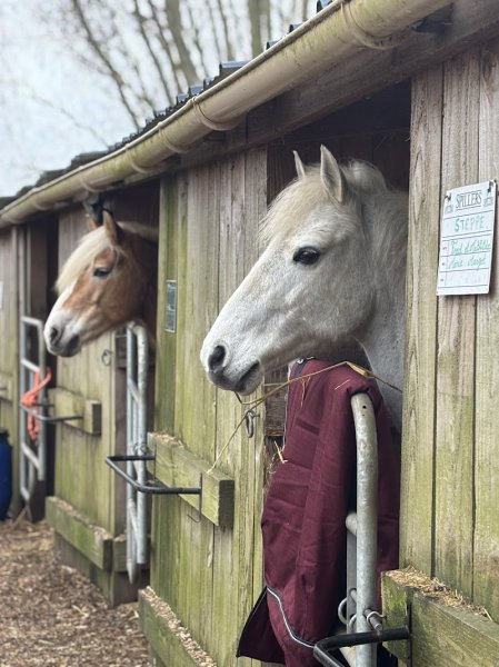 Les Ecuries de Mauquissart - photo 2