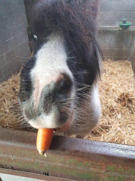 Centre Equestre des Altanes - photo 3