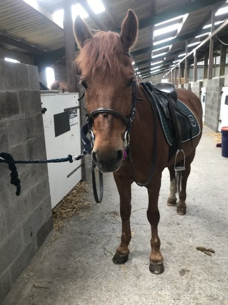 Centre Equestre Saint Foy - photo 2