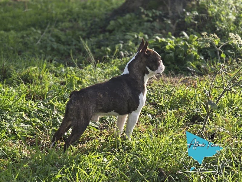 Pension et Elevage Atomic Team's