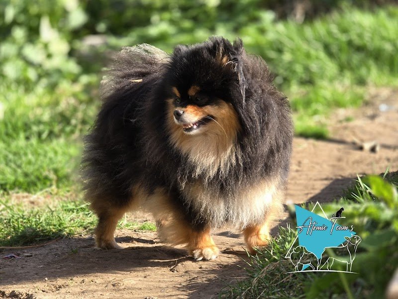 Pension et Elevage Atomic Team's - photo 2