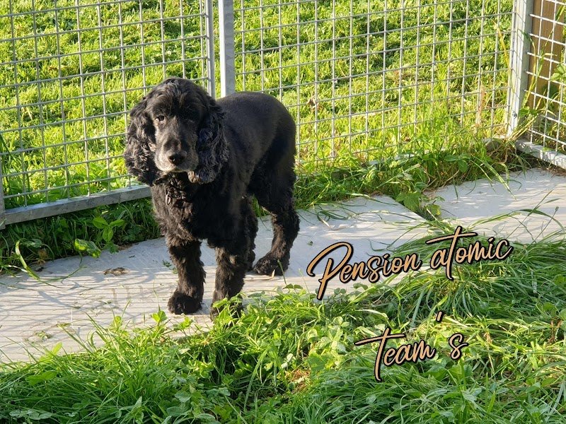 Pension et Elevage Atomic Team's - photo 3