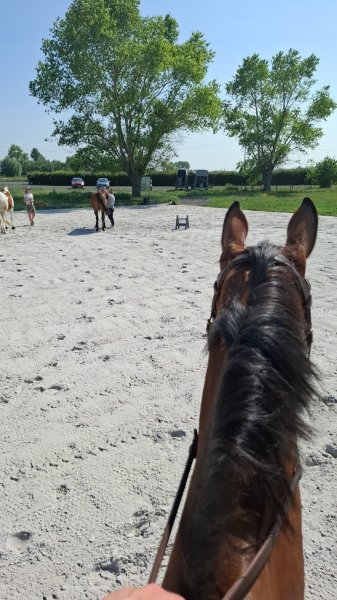 Écurie de Quém - Lucile Verdonck - photo 2