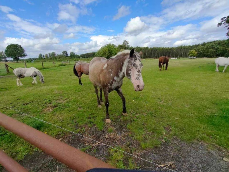 Club Hippique Des Pins