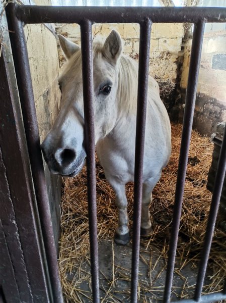 Club Hippique Des Pins - photo 2