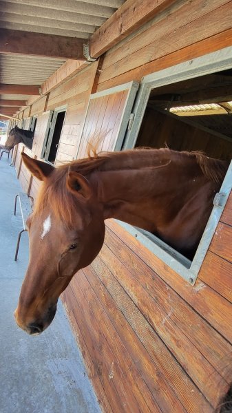 Les Écuries de l'Alloeu