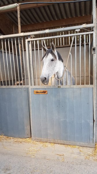 CENTRE EQUESTRE ARCHE EQUILOISIRS - photo 2