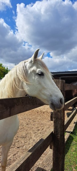 Haras de Cazeau - photo 1
