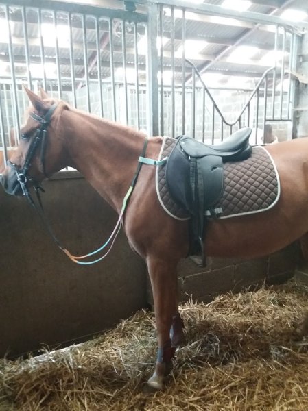 Centre Equestre du Gros Chêne - photo 3
