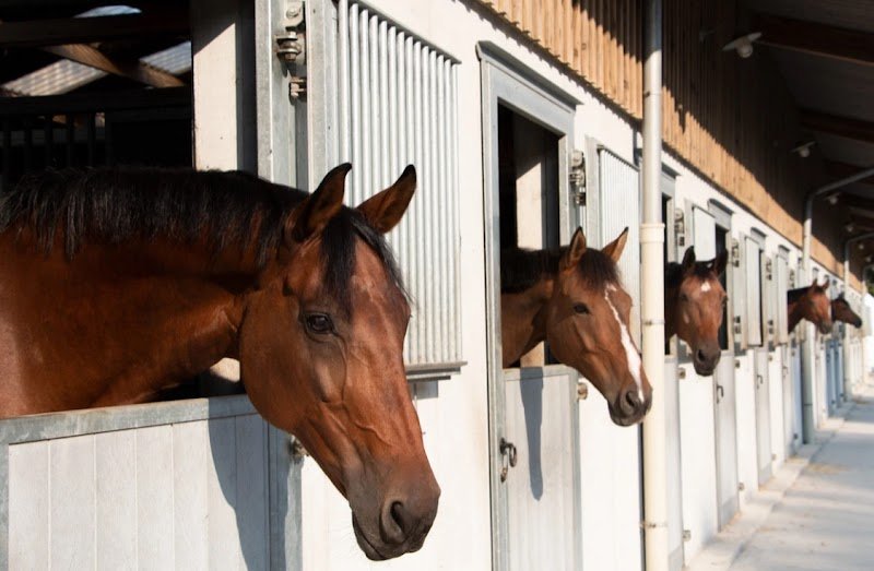 Haras du Montois - photo 3