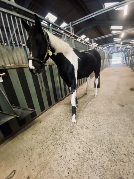 Les écuries du moulin - photo 1