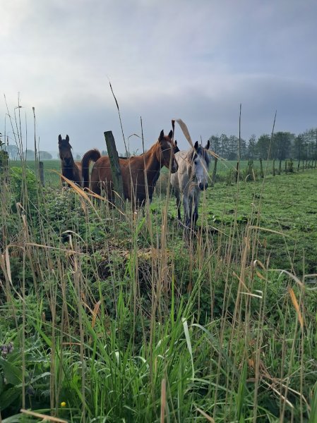 Centre équestre "Haras du bois d’hamage" - photo 2
