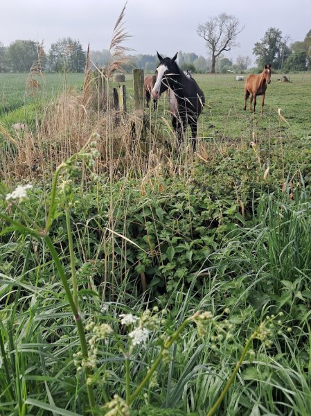 Centre équestre "Haras du bois d’hamage" - photo 3