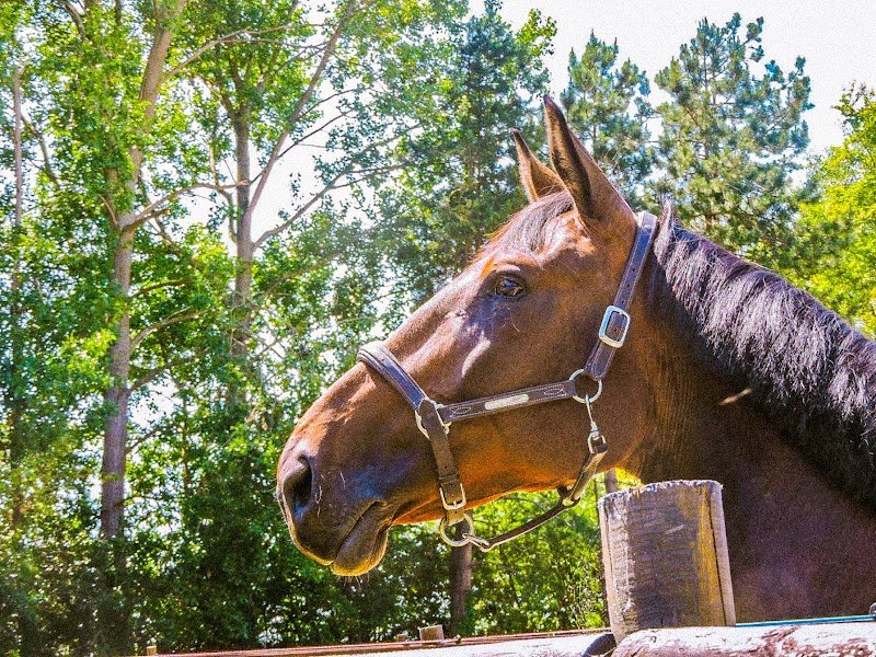 Centre Équestre de l'Afgand - photo 2