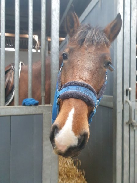 Ferme Equestre de la Rose des Vents - photo 2