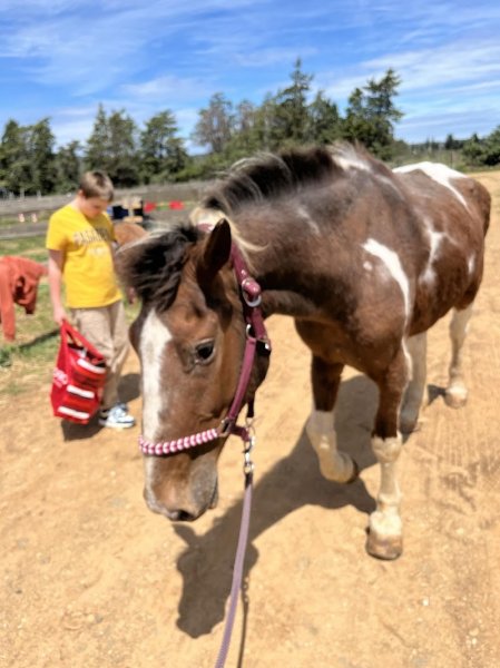 Ferme Equestre de la Rose des Vents - photo 3