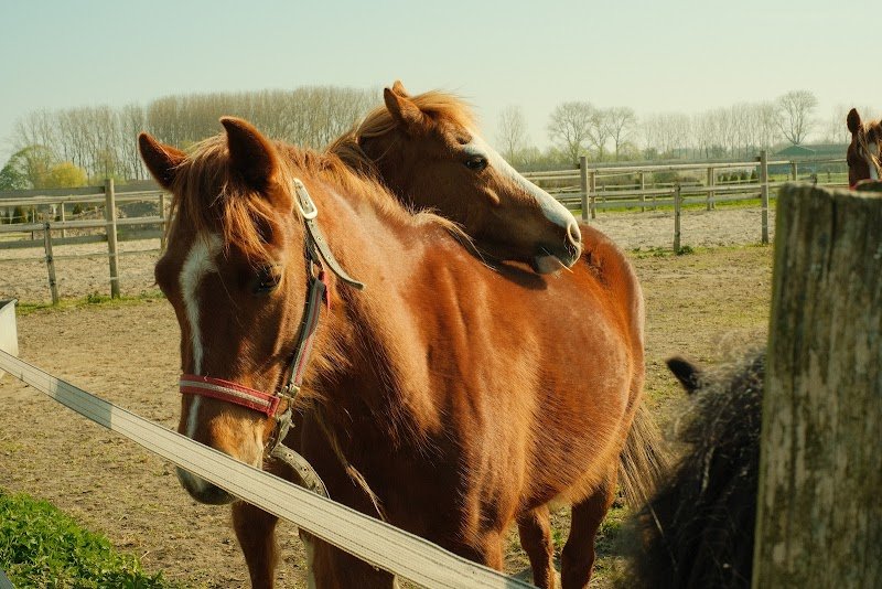 SARL CENTRE EQUESTRE DE BERSEE, écurie des Peupliers - photo 3