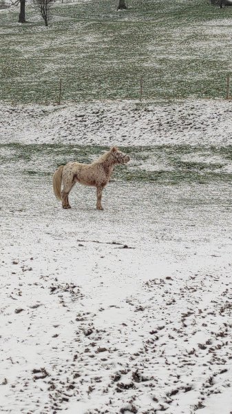 Ecurie Des Zouaves - photo 3