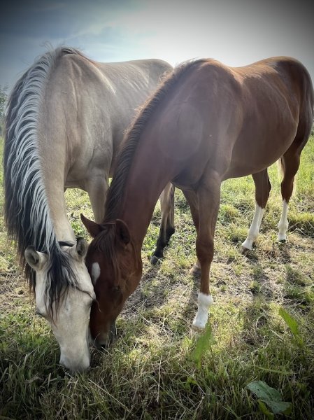 L’Orangerie - C&V Stable - photo 2