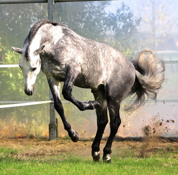 L’Orangerie - C&V Stable - photo 3