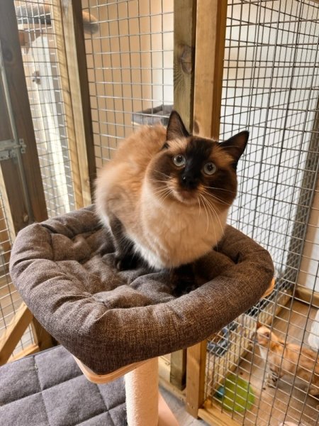 élevage et pension féline des Happy't Mouns - photo 1