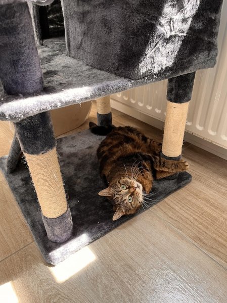 élevage et pension féline des Happy't Mouns - photo 2