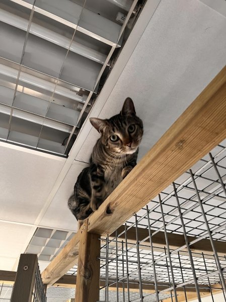 élevage et pension féline des Happy't Mouns - photo 3