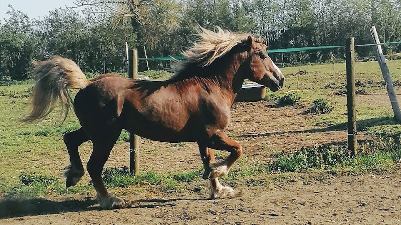 Cheval Nature et Découverte