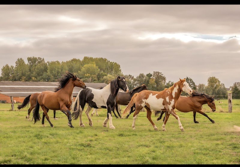 écurie active de la motte - photo 2