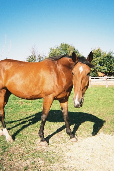 L’écurie du Pignon Blanc